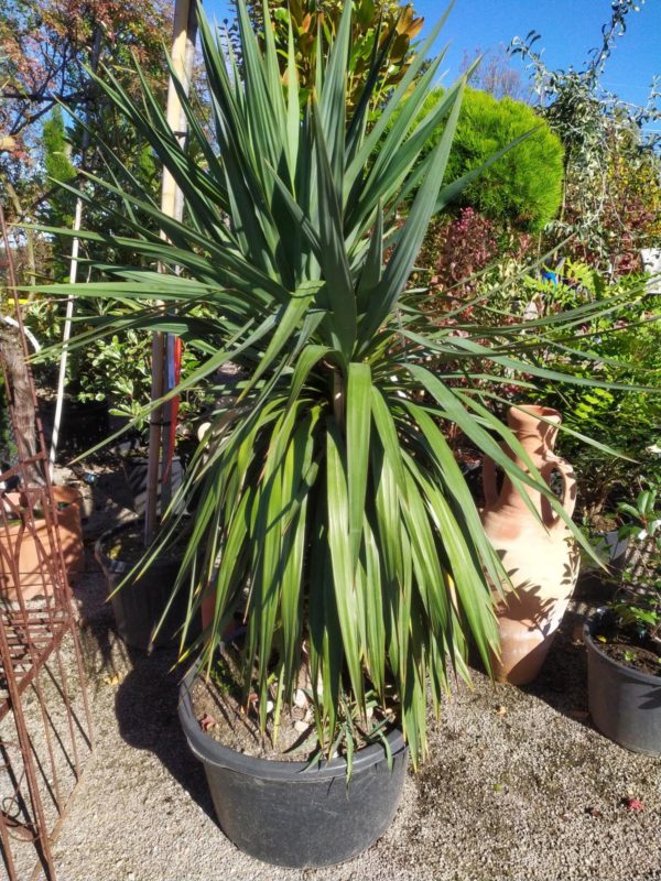 Yucca gloriosa 'Spanischer Dolch'
