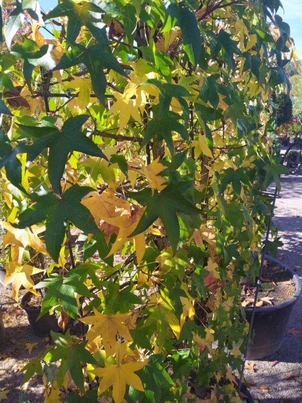 Liquidamber styraciflua (Amerikanischer Amberbaum)