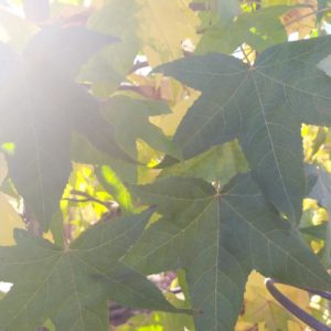 Liquidamber styraciflua (Amerikanischer Amberbaum)
