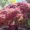 Acer palmatum "Garnet" (Dunkelroter Schlitzahorn)