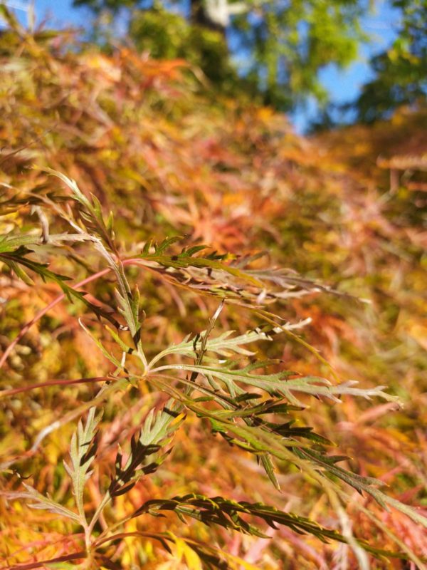 Acer palmatum "Dissectum" (Grüner Fächerahorn)