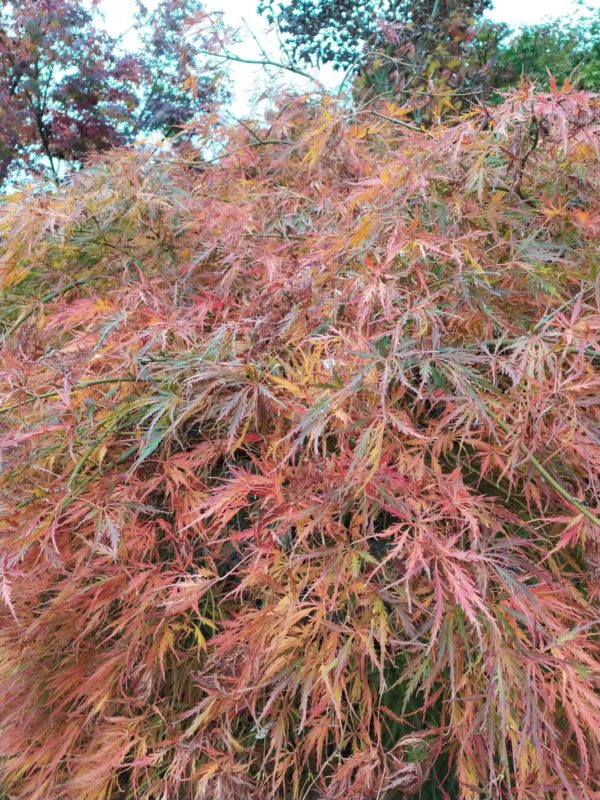 Acer palmatum "Dissectum" (Grüner Fächerahorn)