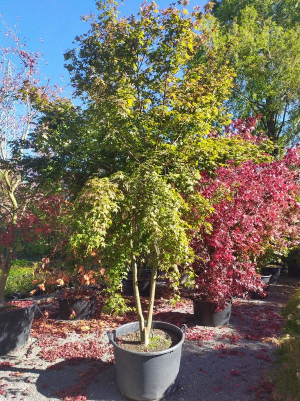 Acer palmatum "Deshojo" (Rotaustreibender Fächerahorn)