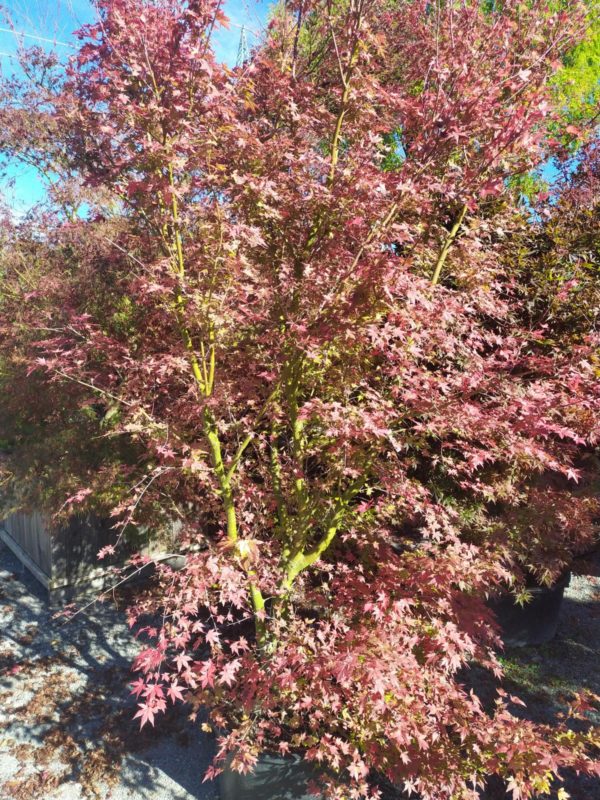 Acer palmatum "Orange Dream" (Fächerahorn)