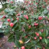 Cotoneaster franchetii (Fruchtmispel)