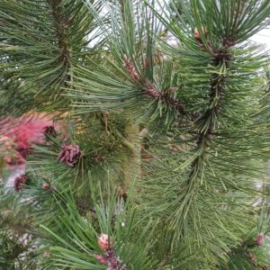 Pinus heldreichii var. leucodermis (Schlangenhautkiefer)