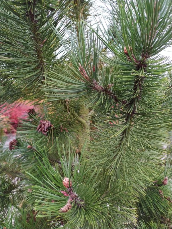 Pinus heldreichii var. leucodermis (Schlangenhautkiefer)