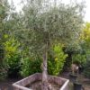Olea europaea (Olivenbaum)