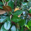 Magnolia grandiflora "Galissonniere" (Baum-Magnolie)