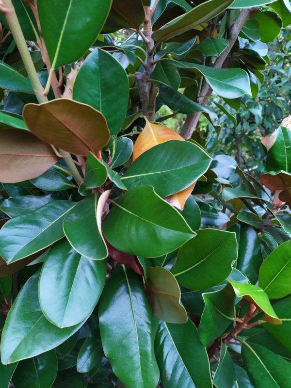 Magnolia grandiflora "Galissonniere" (Baum-Magnolie)