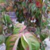 Cornus "Stellar Pink" (Japanischer Blumen-Hartriegel)