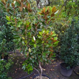 Magnolia grandiflora "Galissonniere Nana" (Baum-Magnolie)