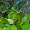 Magnolia grandiflora "Galissonniere Nana" (Baum-Magnolie)