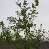 Malus "Gerlinde" (Apfelbaum mittel)