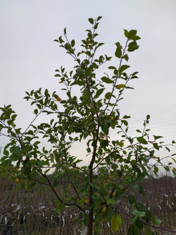 Malus "Gerlinde" (Apfelbaum mittel)