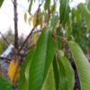 Prunus avium "Burlat" (Süßkirsche)