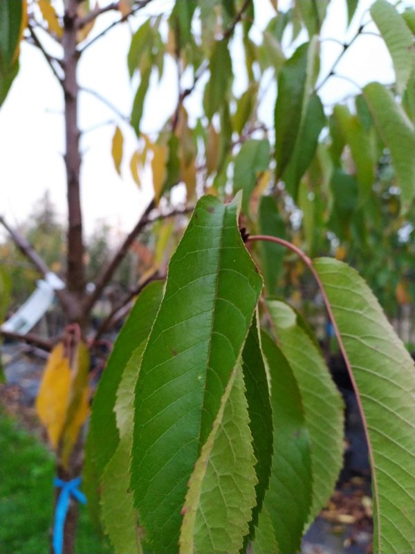Prunus avium "Burlat" (Süßkirsche)