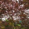 Acer palmatum "Bloodgood" (Roter Fächerahorn)
