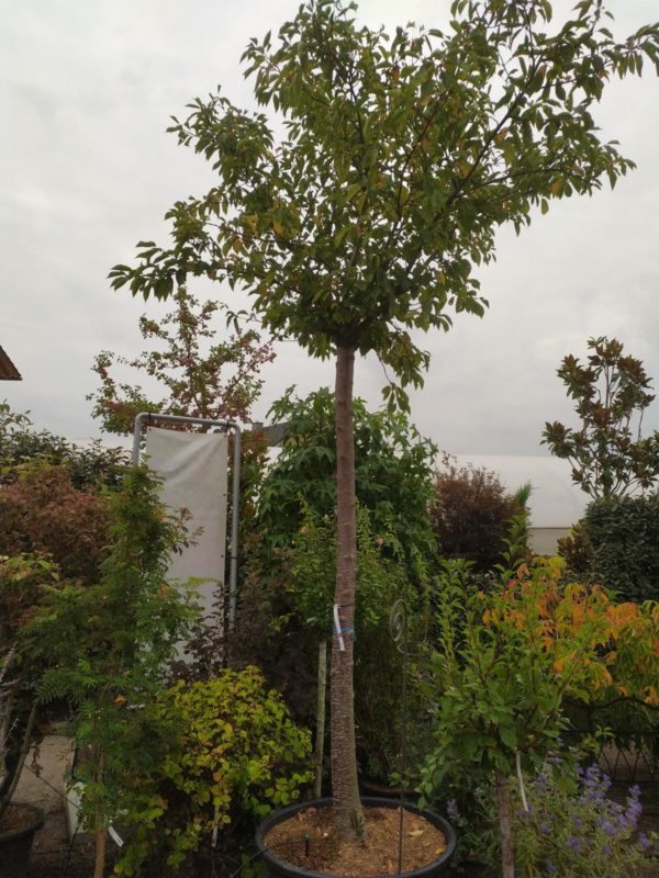 Prunus yedoensis (Japanische Maienkirsche)