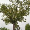 Prunus yedoensis (Japanische Maienkirsche)