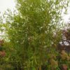 Phyllostachys aureosulcata spectabilis (Bambus)