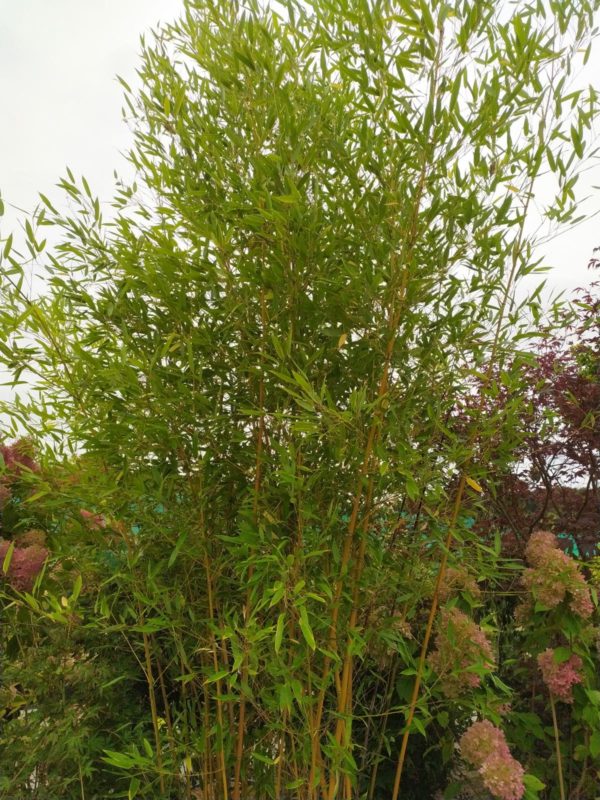 Phyllostachys aureosulcata spectabilis (Bambus)