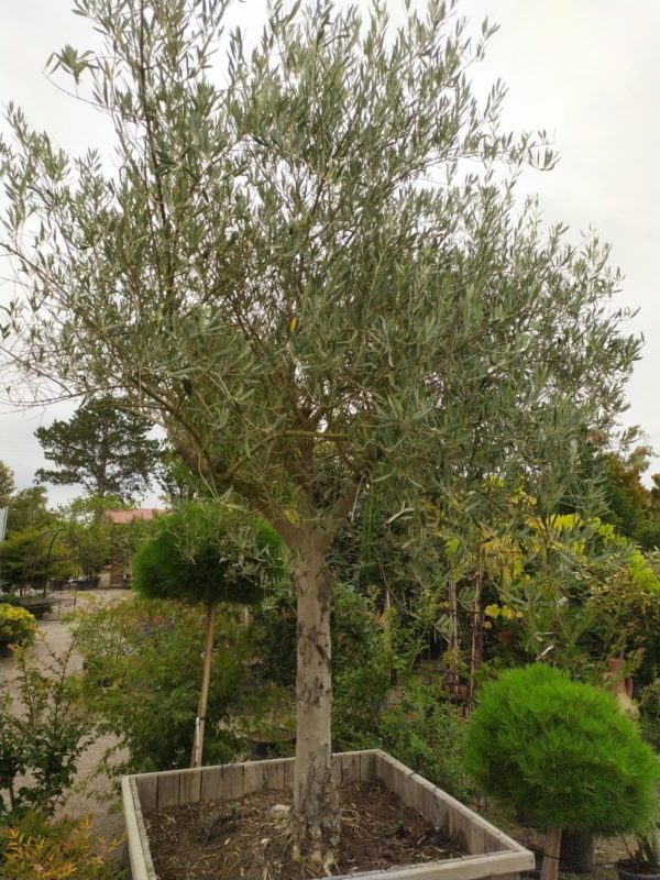 Olea europea (Olivenbaum)
