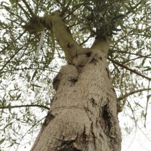 Olea europea (Olivenbaum)