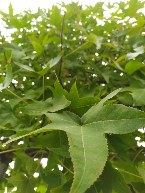 Liquidambar styraciflua (Amerikanischer Amberbaum)