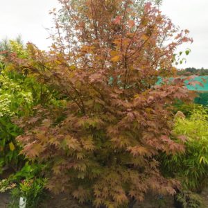 Acer palmatum "Atropurpureum" (Roter Fächerahorn)