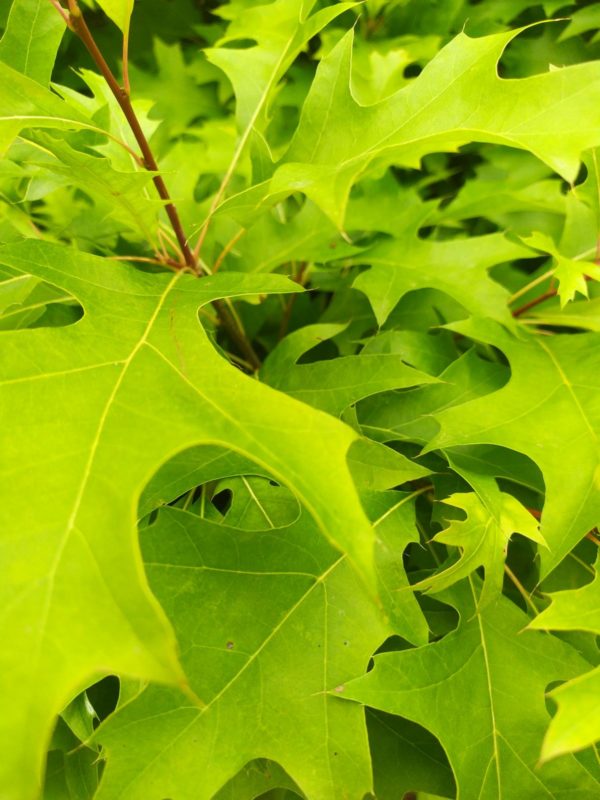 Quercus palustris "Isabel" (Sumpf-Eiche)