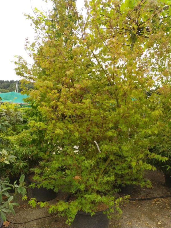 Acer palmatum (Fächerahorn)