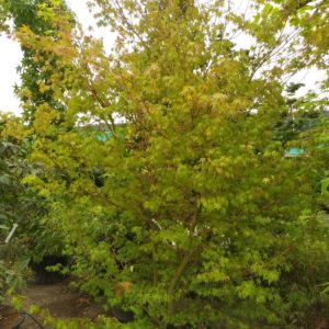 Acer palmatum (Fächerahorn)