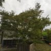 Acer palmatum "Seiryu" (Fächerahorn)