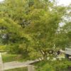 Acer palmatum "Seiryu" (Fächerahorn)
