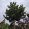 Ginkgo biloba "Mariken" (Fächerblattbaum)