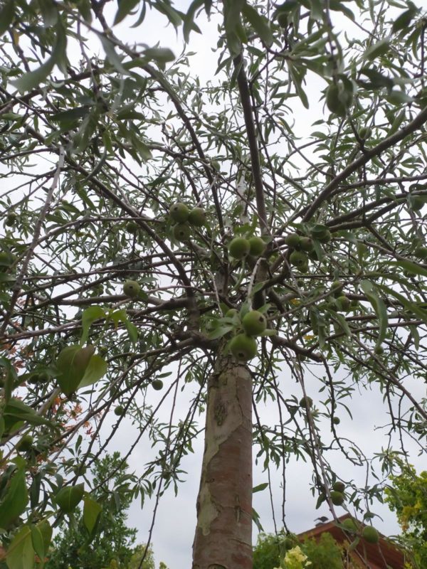 Pyrus salicifolia "Pendula" (Hängende Wildbirne)
