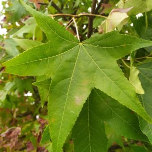 Liquidambar styraciflua (Amerikanischer Amberbaum)