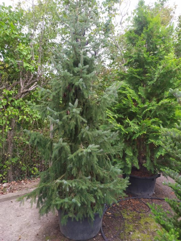 Picea omorika (Serbische Fichte)