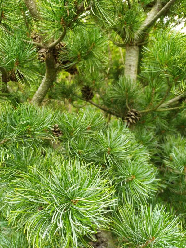 Pinus parviflora "Glauca" (Blaue Mädchenkiefer)