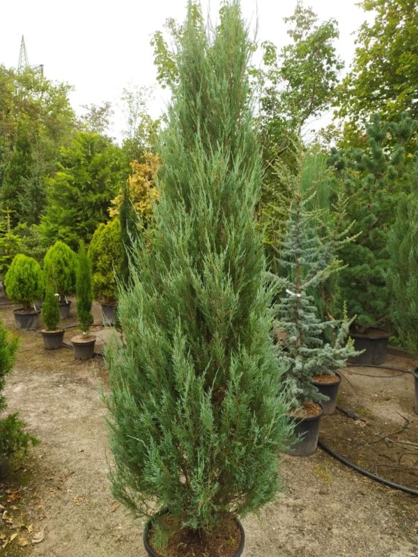 Juniperus scopulorum "Blue Arrow" (Wacholder)