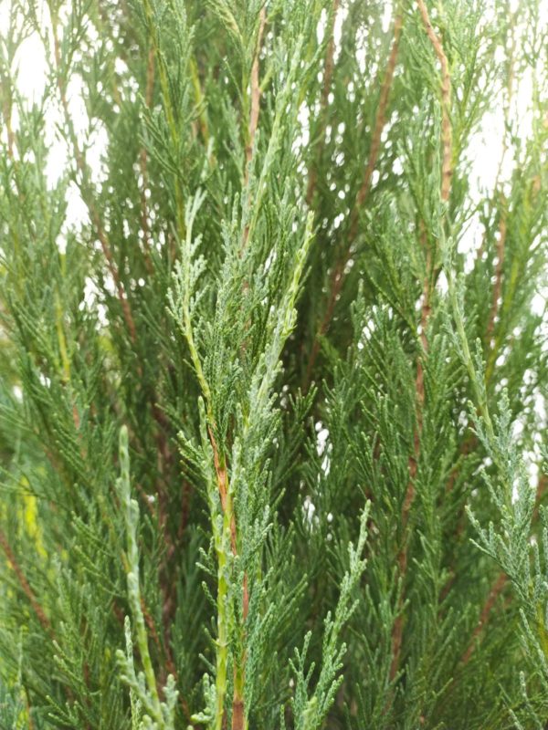 Juniperus scopulorum "Blue Arrow" (Wacholder)