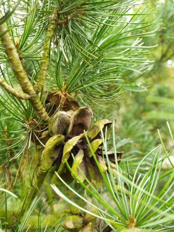 Pinus parviflora "Glauca" (Blaue Mädchenkiefer)