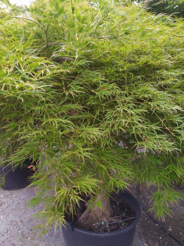 Acer palmatum "Dissectum" (Grüner Schlitzahorn)