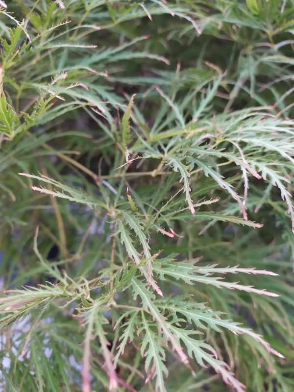 Acer palmatum "Dissectum" (Grüner Schlitzahorn)
