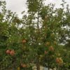 Malus "Pinova" (Apfelbaum)