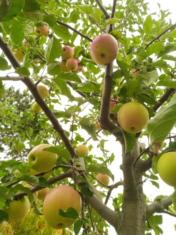 Malus "Pinova" (Apfelbaum)