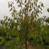 Prunus avium "Regina" (Süßkirsche)