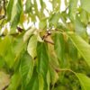 Prunus avium "Regina" (Süßkirsche)