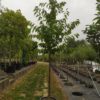 Prunus avium „Büttners Rote Knorpelkirsche“ (Süßkirsche)